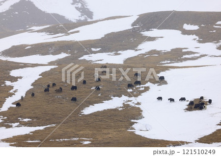雪が降る高原で草をはむヤクの群れ(4月のパキスタン北部) 雪が降る高原で草をはむヤクの群れ(4月のパキスタン北部) 121510249