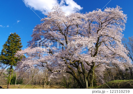 鉢形城の氏邦桜 鉢形城の氏邦桜 121510259