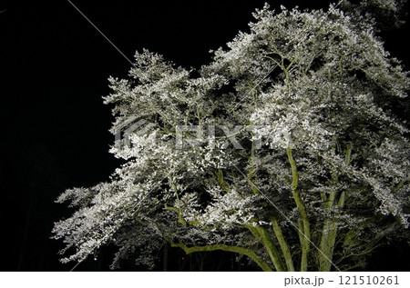 鉢形城の氏邦桜・夜桜 121510261