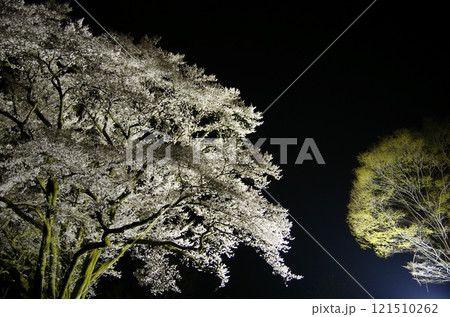 鉢形城の氏邦桜・夜桜 鉢形城の氏邦桜・夜桜 121510262