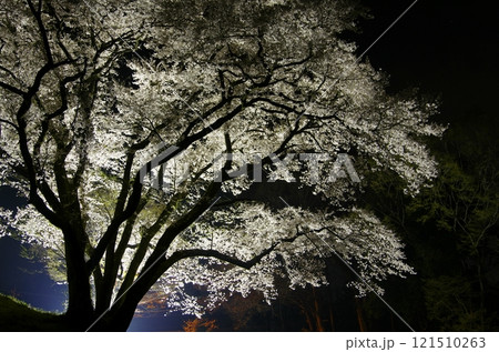 鉢形城の氏邦桜・夜桜 121510263