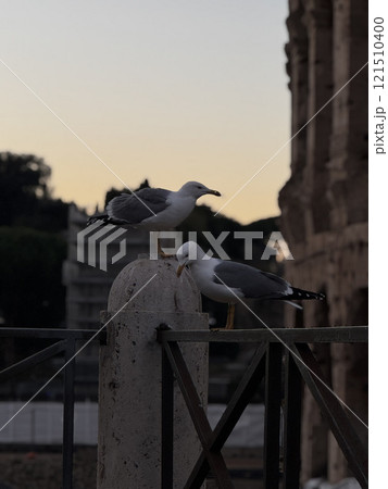 Two seagulls rest on a stone railing, with ancient Roman ruins in the background. The warm colors of sunset enhance the tranquil atmosphere of the historic location. 121510400