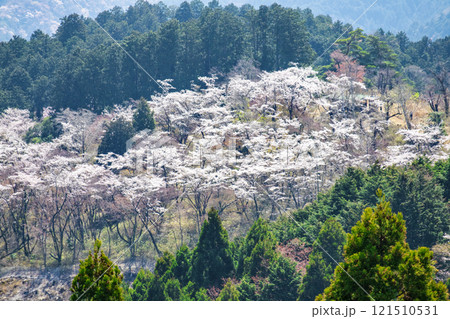 東京都　高尾山　一丁平の千本桜　日影沢林道から  121510531