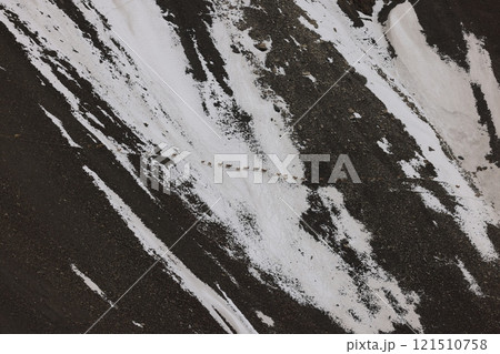 斜面を一列で進むアイベックスの群れ(4月のパキスタン・クンジュラブ峠) 斜面を一列で進むアイベックスの群れ(4月のパキスタン・クンジュラブ峠) 121510758