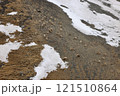 斜面で草をはむアイベックスの一群（4月のパキスタン・クンジュラブ峠） 121510864