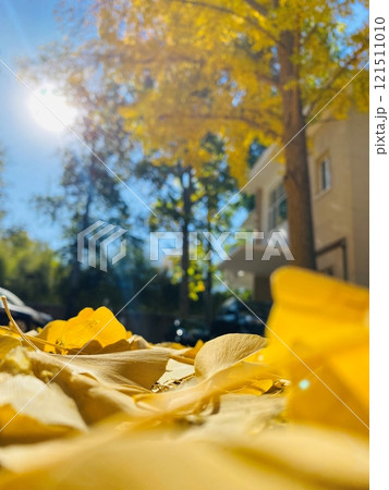 Beautiful Autumn in Beijing 2022 Part-1 121511010