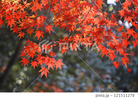 参道脇の紅葉・鹿苑寺・金閣寺(京都・北区) 参道脇の紅葉・鹿苑寺・金閣寺(京都・北区) 121511278