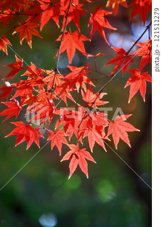 参道脇の紅葉・鹿苑寺・金閣寺（京都・北区） 121511279
