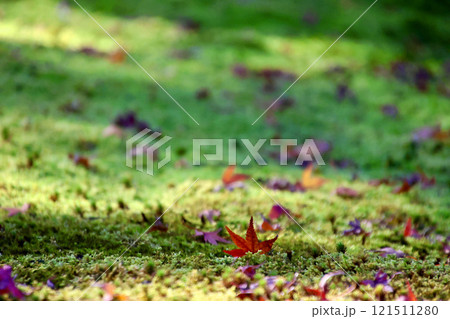 参道脇の紅葉・鹿苑寺・金閣寺（京都・北区） 121511280