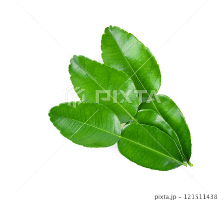 Kaffir lime leaf isolated on white background 121511438