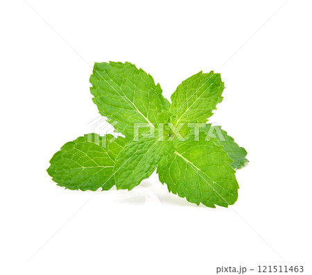 Fresh mint isolated on the white background. 121511463