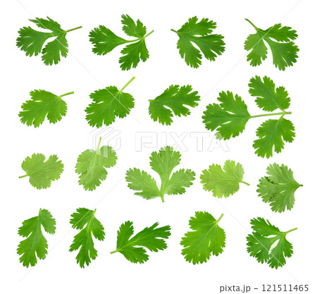 Top view of fresh green parsley leaves isolated on white background. 121511465