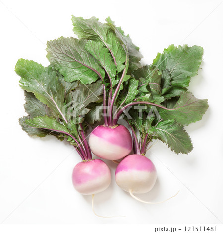 冬の野菜紫色の小カブ(あやめ雪) 121511481