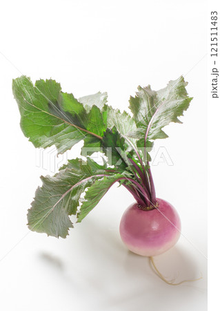 冬の野菜紫色の小カブ(あやめ雪) 121511483