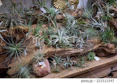 Explore a Diverse and Stunning Collection of Air Plants Displayed in a Natural Arrangement Explore a Diverse and Stunning Collection of Air Plants Displayed in a Natural Arrangement 121511547