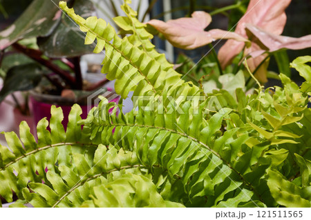 Lush green ferns thrive among indoor plants, naturally enhancing our surroundings Lush green ferns thrive among indoor plants, naturally enhancing our surroundings 121511565