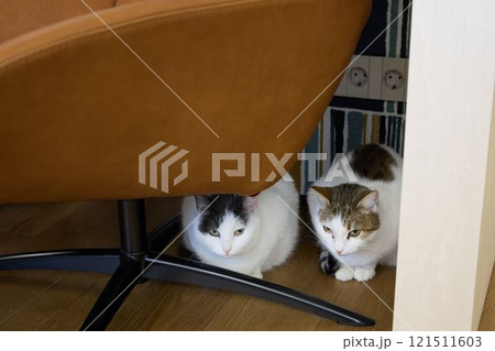 Two affectionate cats relax under a chair in a cozy space, creating a peaceful scene Two affectionate cats relax under a chair in a cozy space, creating a peaceful scene 121511603