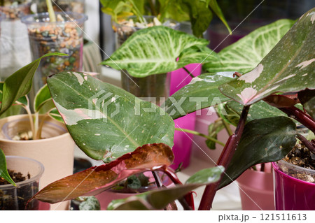 Vibrant and Lively Indoor Plants Beautifully Displayed in Colorful and Attractive Pots Vibrant and Lively Indoor Plants Beautifully Displayed in Colorful and Attractive Pots 121511613
