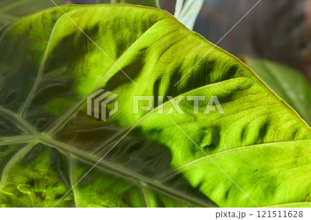 A CloseUp of a Vibrant Green Leaf Highlighting Its Rich Texture and Light Effects 121511628
