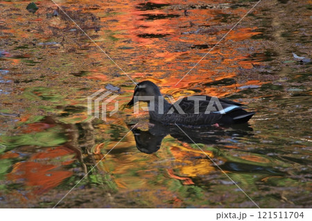 水面の紅葉とカモ 水面の紅葉とカモ 121511704