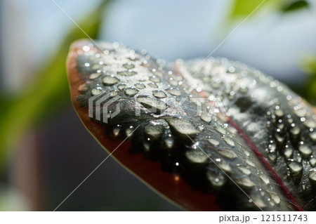 An UpClose Snapshot of a Beautiful Dewy Leaf Adorned with Glimmering Water Drops in Nature 121511743