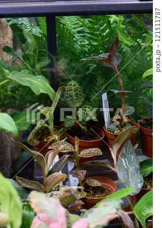 A wide variety of Diverse Tropical Plants thriving beautifully within a lush Greenhouse environment A wide variety of Diverse Tropical Plants thriving beautifully within a lush Greenhouse environment 121511787