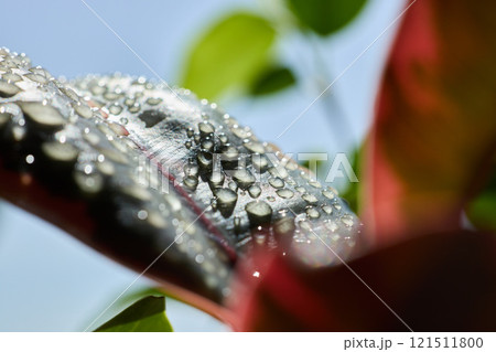 The mesmerizing sight of glittering raindrops adorning vibrant green leaves captivates all 121511800