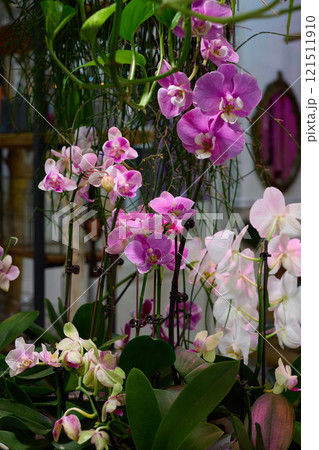 Vibrant and Colorful Orchids in Full Bloom Surrounded by Lush and Lively Greenery Vibrant and Colorful Orchids in Full Bloom Surrounded by Lush and Lively Greenery 121511910