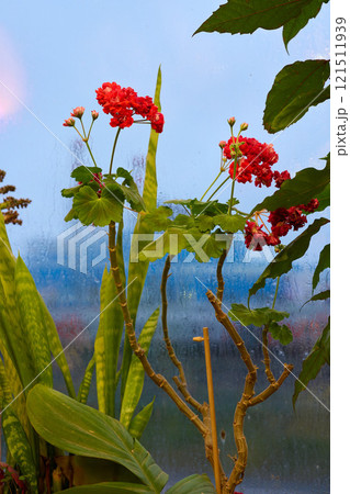 A Collection of Vibrant Indoor Plants Featuring Stunning Red Flowers Illuminated by Natural Light A Collection of Vibrant Indoor Plants Featuring Stunning Red Flowers Illuminated by Natural Light 121511939