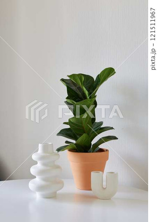 Enhance your space with Stylish Indoor Plant Decor and Unique, eyecatching Vases Enhance your space with Stylish Indoor Plant Decor and Unique, eyecatching Vases 121511967
