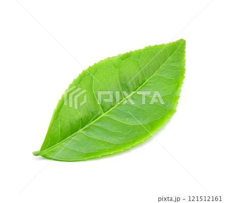 green tea leaf isolated on white background green tea leaf isolated on white background 121512161