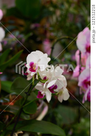 The Stunningly Beautiful White and Pink Orchids are in Full Bloom and Exuding Vibrancy 121512218