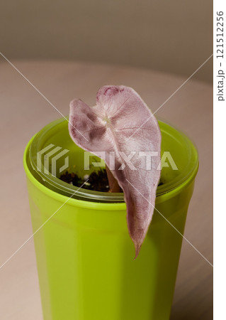 A Unique Indoor Plant Displayed in a Bright Green Pot for a Stylish Touch to Your Space 121512256