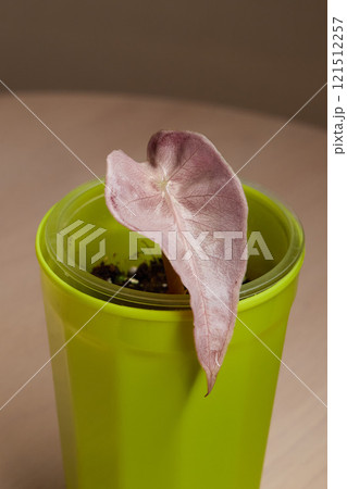 A Beautiful and Vibrant Leaf Growing in a Container Filled with Lush Greenery and Soil 121512257