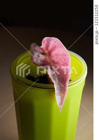 A vibrant pink plant beautifully placed in a bright green pot, adding charm to any space A vibrant pink plant beautifully placed in a bright green pot, adding charm to any space 121512258
