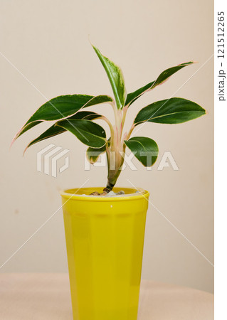 A Beautiful Vibrant Indoor Plant Placed in a Bright and Cheerful Yellow Pot for Decor 121512265