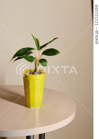 A Vibrant Indoor Plant Displayed in a Yellow Pot is Set on a Wooden Table Surface A Vibrant Indoor Plant Displayed in a Yellow Pot is Set on a Wooden Table Surface 121512269
