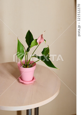 A Stylish Pink Potted Plant Displayed on a Light Wooden Table to Enhance Home Decor 121512270