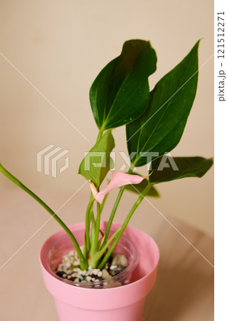 A Bright and Vibrant Green Plant Set Beautifully in a Charming Pink Pot for Home Decor 121512271