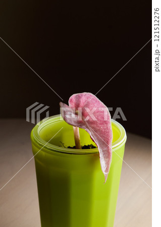 A Vibrant Pink Leaf is Emerging Beautifully from a Green Pot in a Serene Environment A Vibrant Pink Leaf is Emerging Beautifully from a Green Pot in a Serene Environment 121512276