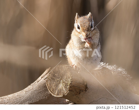切り株の上でクルミを食べるシマリス 切り株の上でクルミを食べるシマリス 121512452