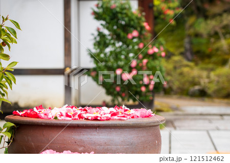 京都市左京区の霊鑑寺の椿を撮影したもの 121512462