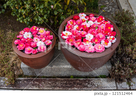 京都市左京区の霊鑑寺の椿を撮影したもの 121512464