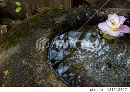 京都市左京区の霊鑑寺の椿を撮影したもの 京都市左京区の霊鑑寺の椿を撮影したもの 121512467