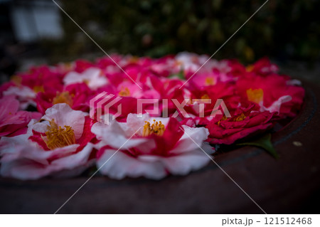 京都市左京区の霊鑑寺の椿を撮影したもの 121512468