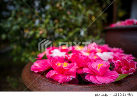 京都市左京区の霊鑑寺の椿を撮影したもの 121512469