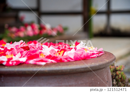 京都市左京区の霊鑑寺の椿を撮影したもの 121512471