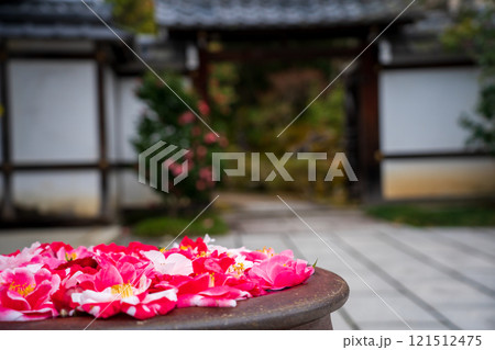 京都市左京区の霊鑑寺の椿を撮影したもの 京都市左京区の霊鑑寺の椿を撮影したもの 121512475