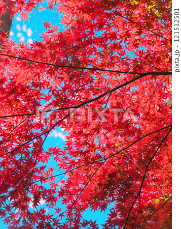 逆光に輝く美しい紅葉 自然風景(2024年12月) 逆光に輝く美しい紅葉 自然風景(2024年12月) 121512501