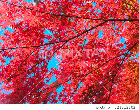 逆光に輝く美しい紅葉　 自然風景（2024年12月） 121512502